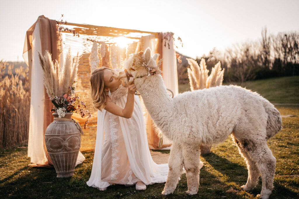 Svatební fotograf Brno, svatební fotky s lamou, focení s lamou, focení s alpakou, svatba s alpakou