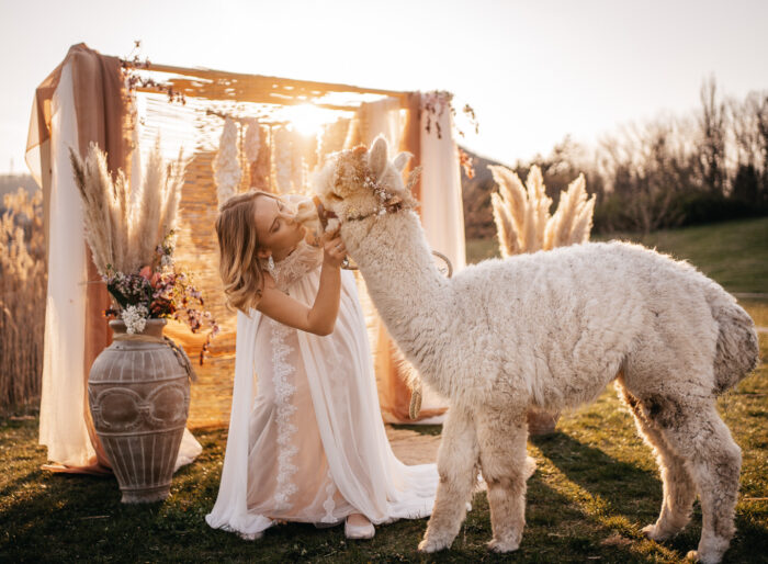 Svatební fotograf Brno, svatební fotky s lamou, focení s lamou, focení s alpakou, svatba s alpakou